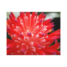 Bromeliad Gespannte Galerie Drucke