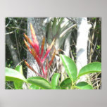 Bromiliad Blüte Posterdruck