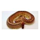 Brown-Ball-Pythonschlange Photo Grußkarte