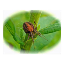 Brown orange Araneus-(?) Spinnen-Postkarte