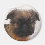 Brussell Griffon Magnet Kühlschrankmagnet