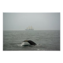 Buckel-Wal und hohes Foto des Schiffs-2