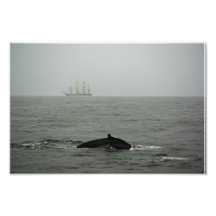 Buckel-Wal und hohes Schiffs-Foto