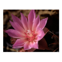 Bueatiful rosa Blume Postkarte