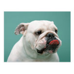 Bulldoggen-Karten, Geschenke, Porto postkarten