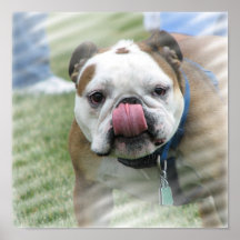 Bulldoggen-Leinwand-Druck Plakat
