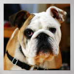 Bulldoggen-Plakat