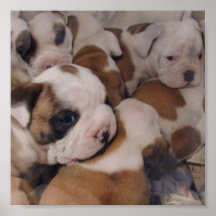 Bulldoggen-Welpen-Plakat