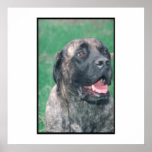Bullmastiff Brindle Plakat