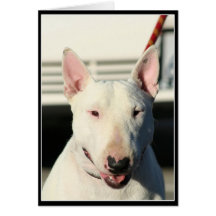 Bullterrier-Grußkarte
