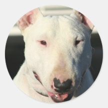 Bullterrieraufkleber