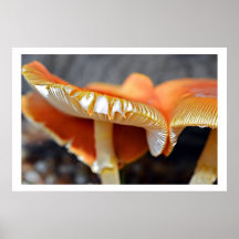 Bunte Pilze Plakate