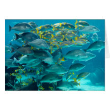 Bunte Schwimmen-Fisch-Karte