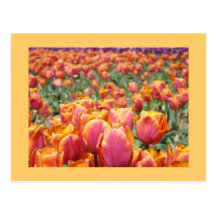 Bunte Tulpe-Blumenpostkarten Tulpen kundenspezifis
