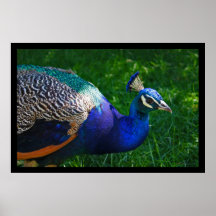 Bunter Pfau Plakatdruck