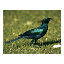 Burchells glatter Starling Postkarten