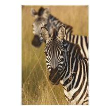Burchells Zebra im hohen Sommergras, Masai Foto Druck