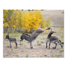 Burros 11x14 der Mammas die Rache Photo Drucke