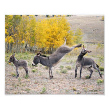 Burros 8x10 der Mammas die Rache Photos