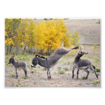 Burros der Mammas die Rache Photographien