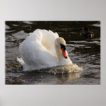 Busking Schwan-Druck Plakatdrucke