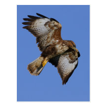 Bussard 2 postkarten