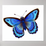 Butterfiy blaues Plakat 15x13 "