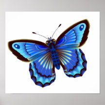 Butterfiy blaues Plakat 15x13 "