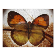 butterfly3 foto prints