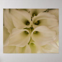 Cala-Lilien auf Leinwand Posterdrucke