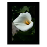 Cala-Lilien-Blumen-Postkarte