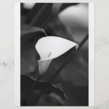 Cala-Lilly Blume Bedruckte Flyer