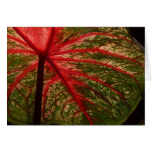 Caladium-Blattgrußkarte
