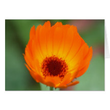 Calendula Karte