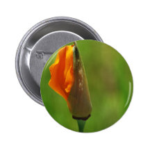 California Poppy Blooming Button