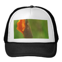 California Poppy Blooming Hats