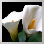 Calla-Lilien-Plakat-Druck