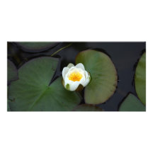 Calla-Lilien-Plantage, Taiwan Individuelle Foto Karten