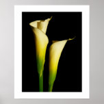 Calla-Lilien Posterdrucke