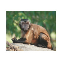 Capuchin-Affe niedlich aber Cranky Leinwand Druck