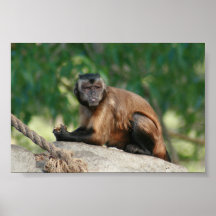 Capuchin-Affe niedlich aber Cranky Posterdrucke