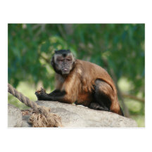 Capuchin-Affe niedlich aber Cranky Postkarte