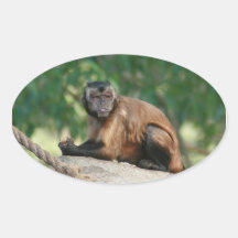Capuchin-Affe niedlich aber Cranky Sticker