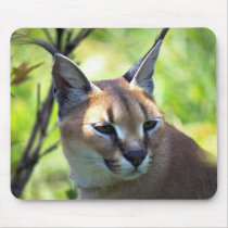 Caracal Haupt- und Schultern mauspads