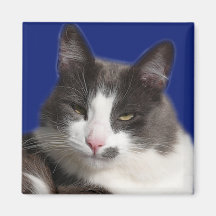 Casey weiße graue Katze Magnete