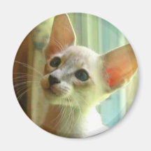 cat1 magnete