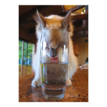 Cat Drinking a Glass of Water Personalized Invitations