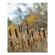 Cattails Framable Druck Fotodruck