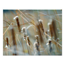 Cattails in der Brise Framable Kunstphotos