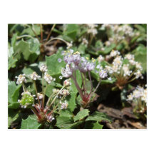 Ceanothus prostratus postkarten